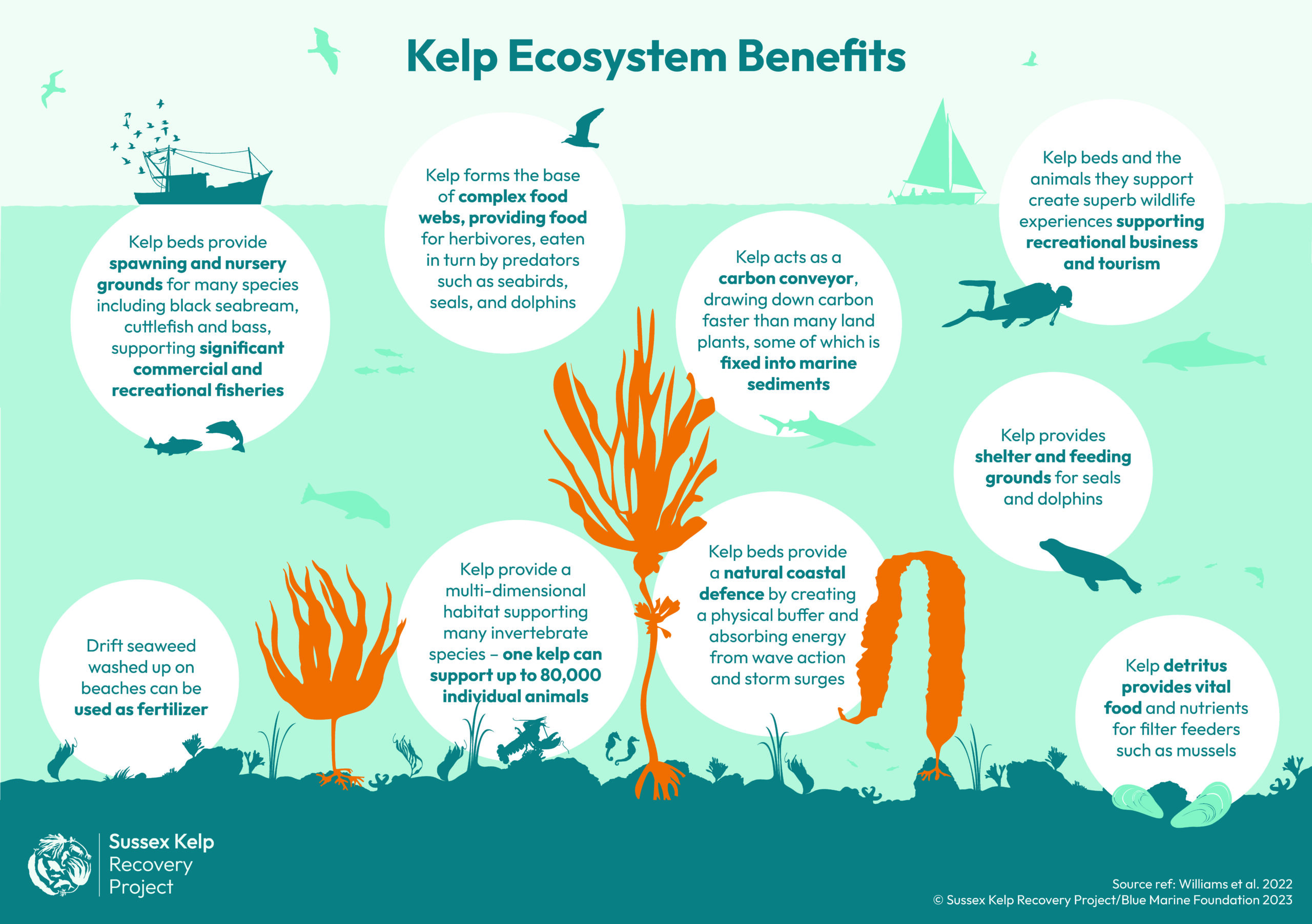 Sussex Kelp Infographic Ecosystem Benefits