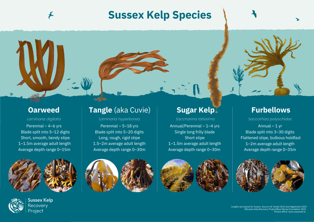 Sussex Kelp Infographic Kelp Species