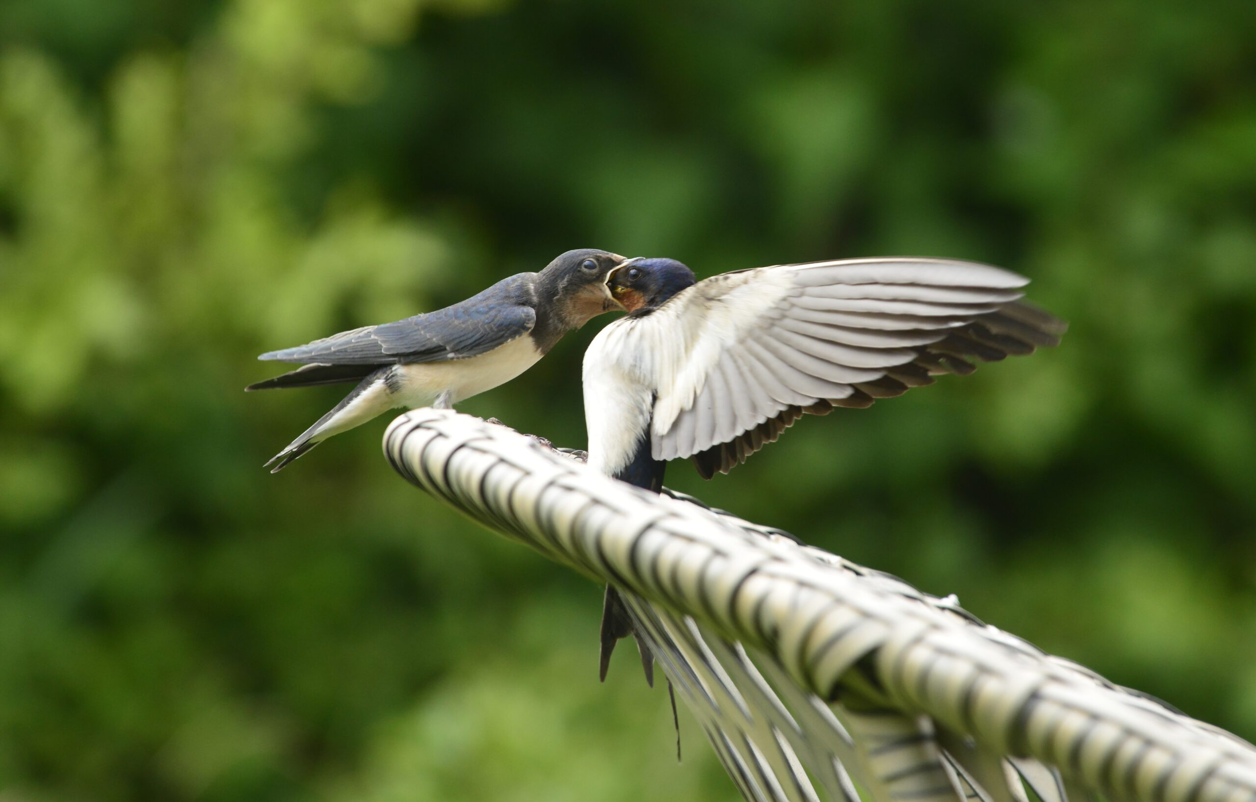 Swallow feeding chick on garden chair, by Paul Stevens