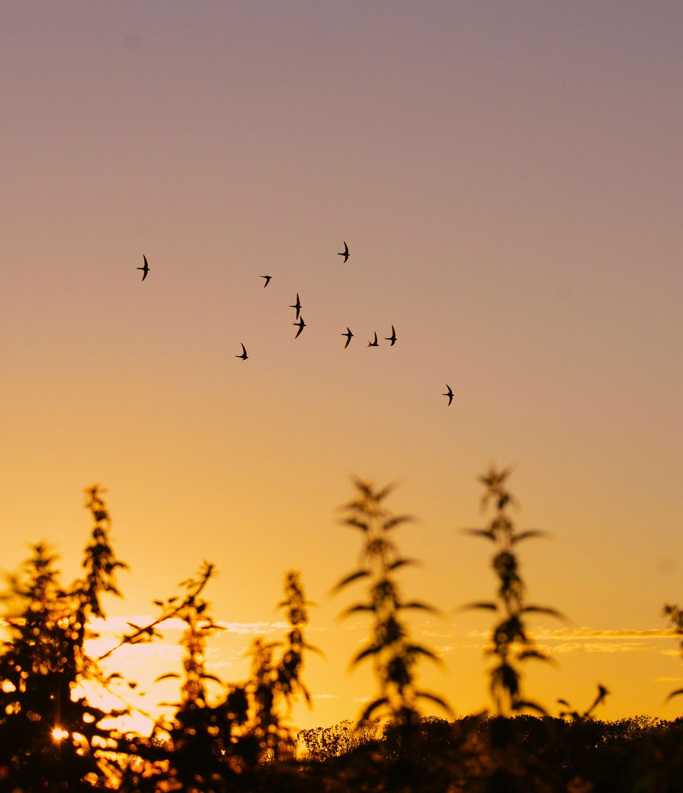 Swift screaming party at sunset by Paul Stevens