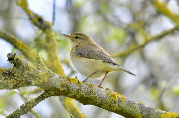 Willow warbler by Matt Phelps