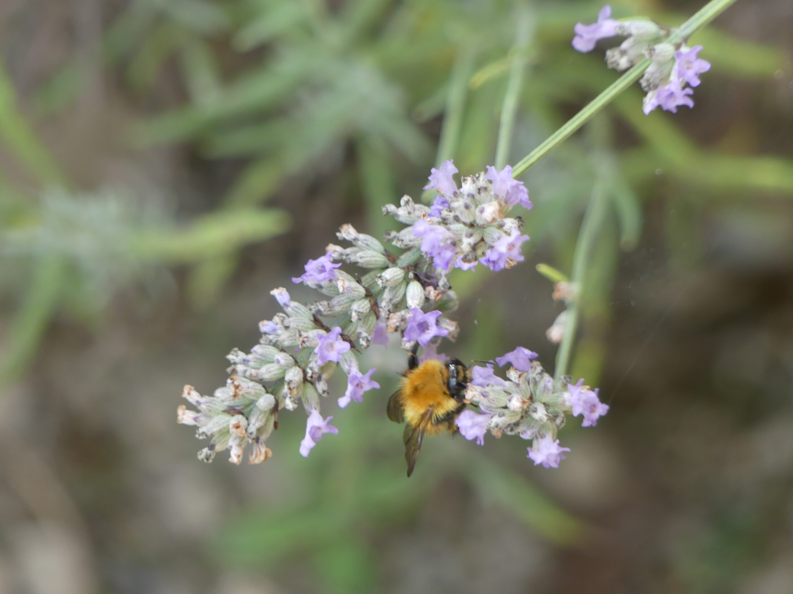 Bee pollinating a flower by Amy Hurn Bee pollinating a flower by Amy Hurn