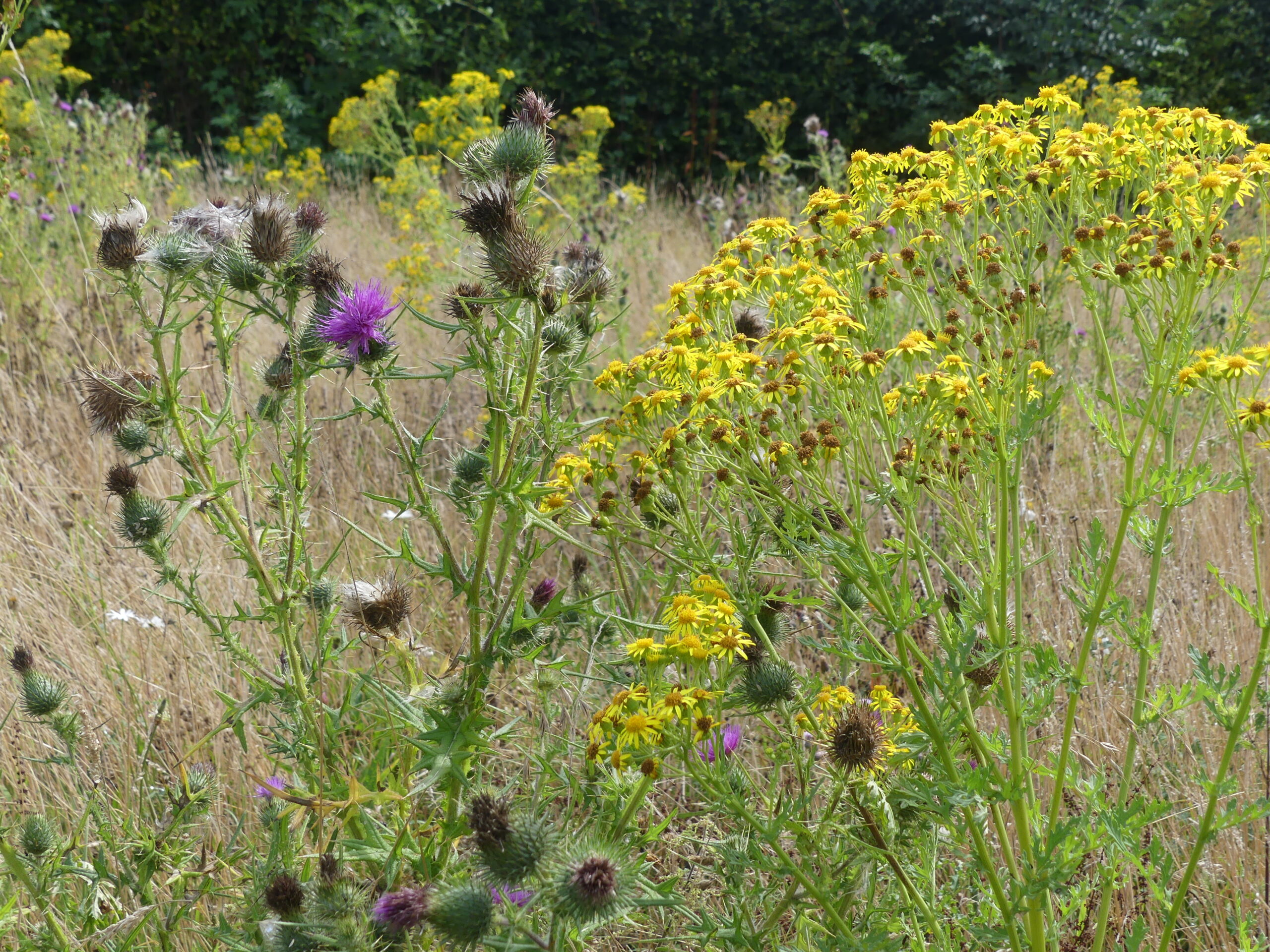 Uncut grass meadow by Amy Hurn Uncut grass meadow by Amy Hurn