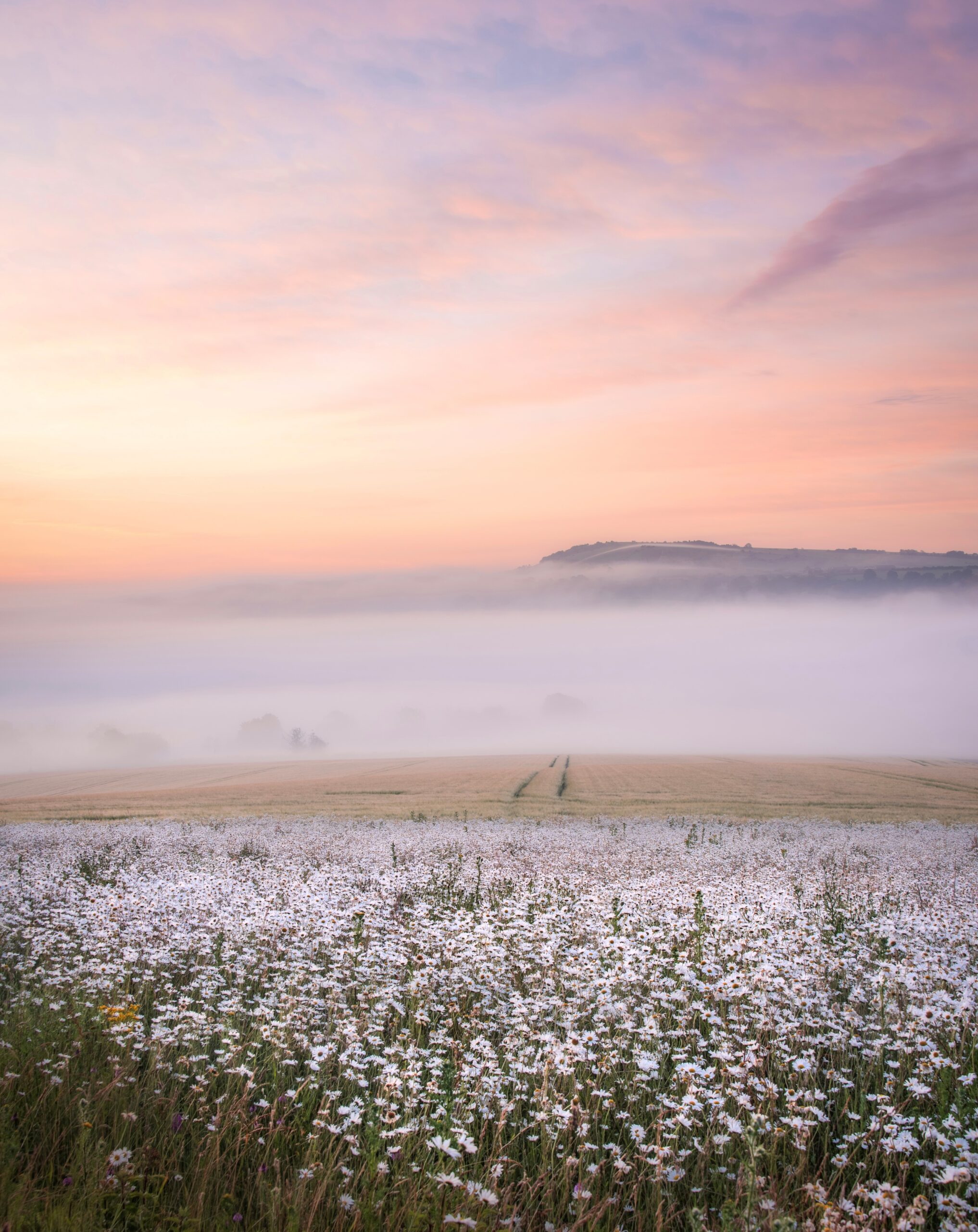 Sussex field of daisies by Jamie Fielding Sussex field of daisies by Jamie Fielding